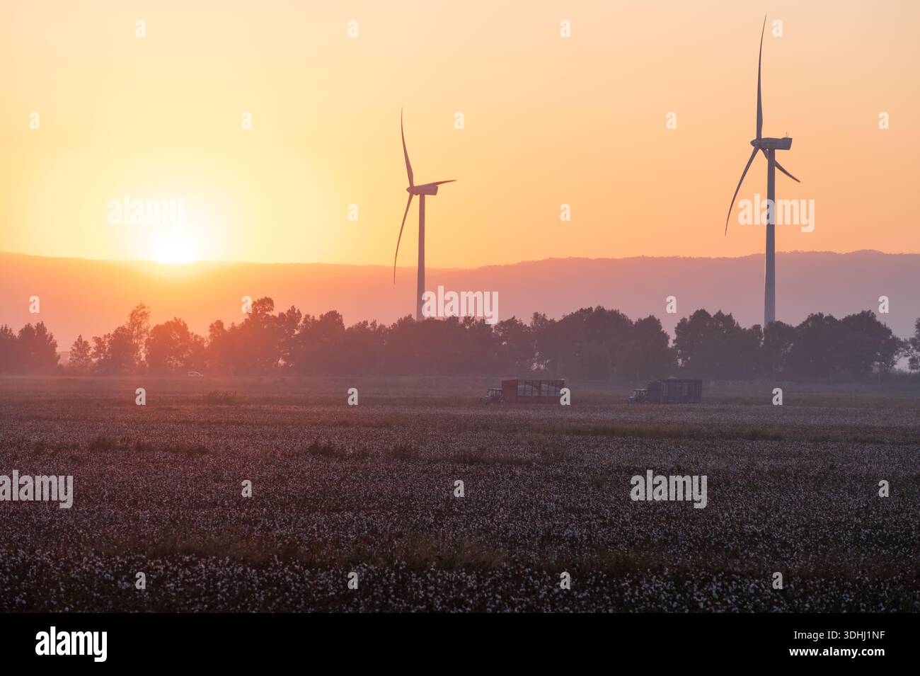 Macchine industriali per la raccolta del cotone in un campo Foto Stock