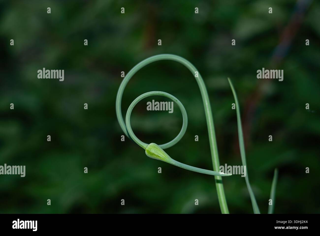 Un gambo e un bocciolo di pianta verde fresco che formano una spirale perfetta su uno sfondo verde scuro; un esempio della sequenza di Fibonacci in natura. Foto Stock