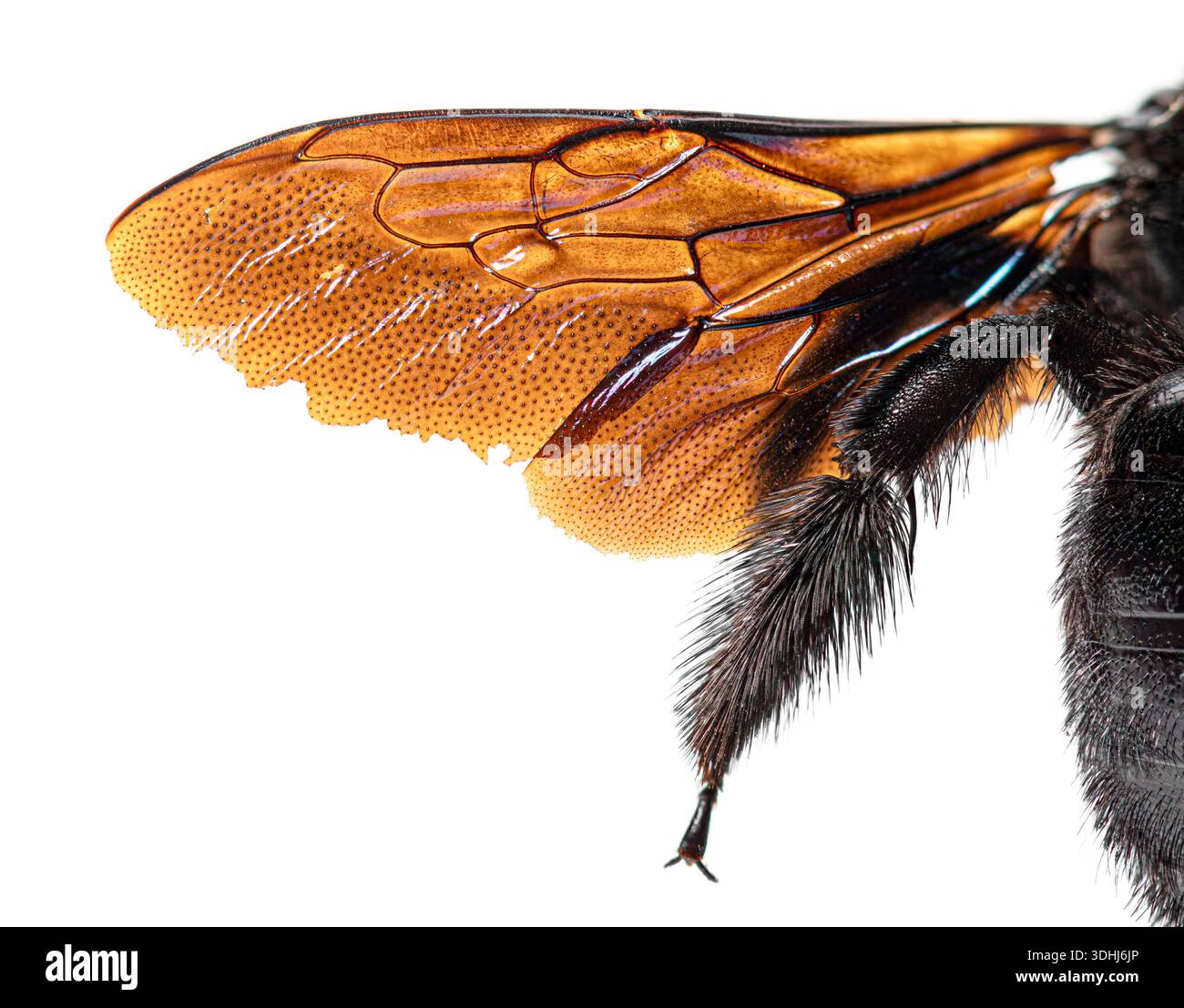 Ape da falegname viola, xylocopa violacea, ala e corpo peloso che mostrano dettagli complessi su sfondo bianco Foto Stock