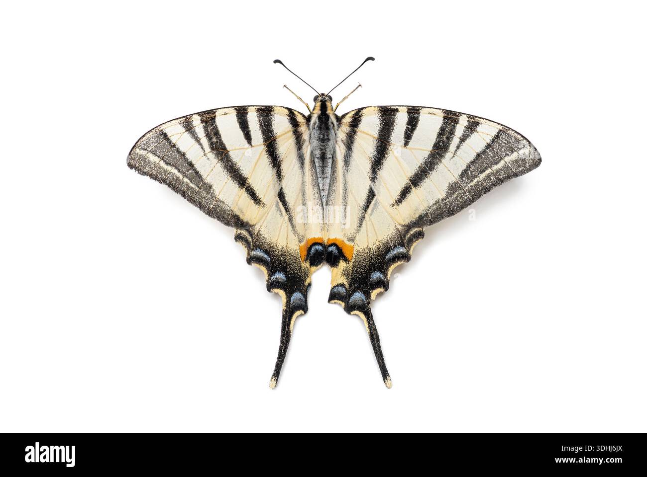 Farfalla a coda di rondine, iphiclides podalirius, con distinte strisce nere e ali bianche gialle isolate su un bianco Foto Stock