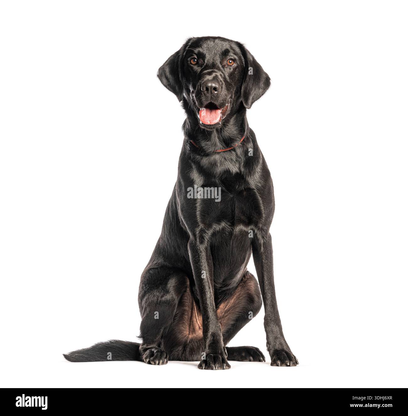 Buon cane nero labrador retriever seduto e pantando con la bocca aperta Foto Stock