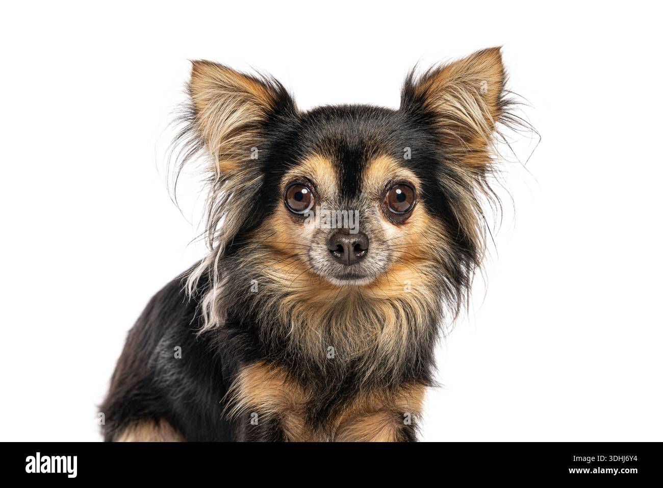 Ritratto in studio del cane chihuahua a pelo lungo nei colori nero e abbronzatura Foto Stock