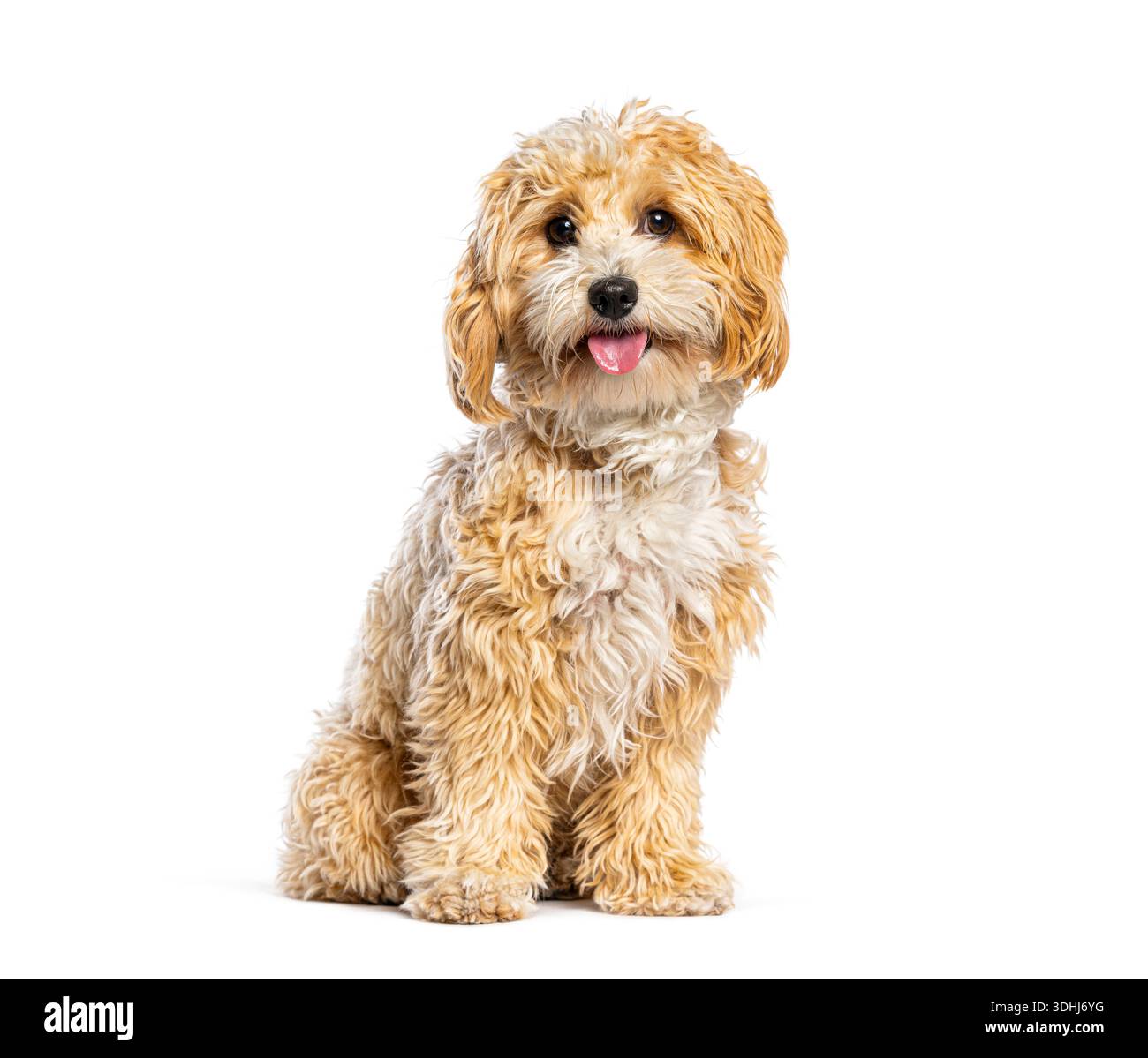 Cucciolo di Maltipoo con pelliccia riccia seduta e pintata, rivolto in avanti Foto Stock