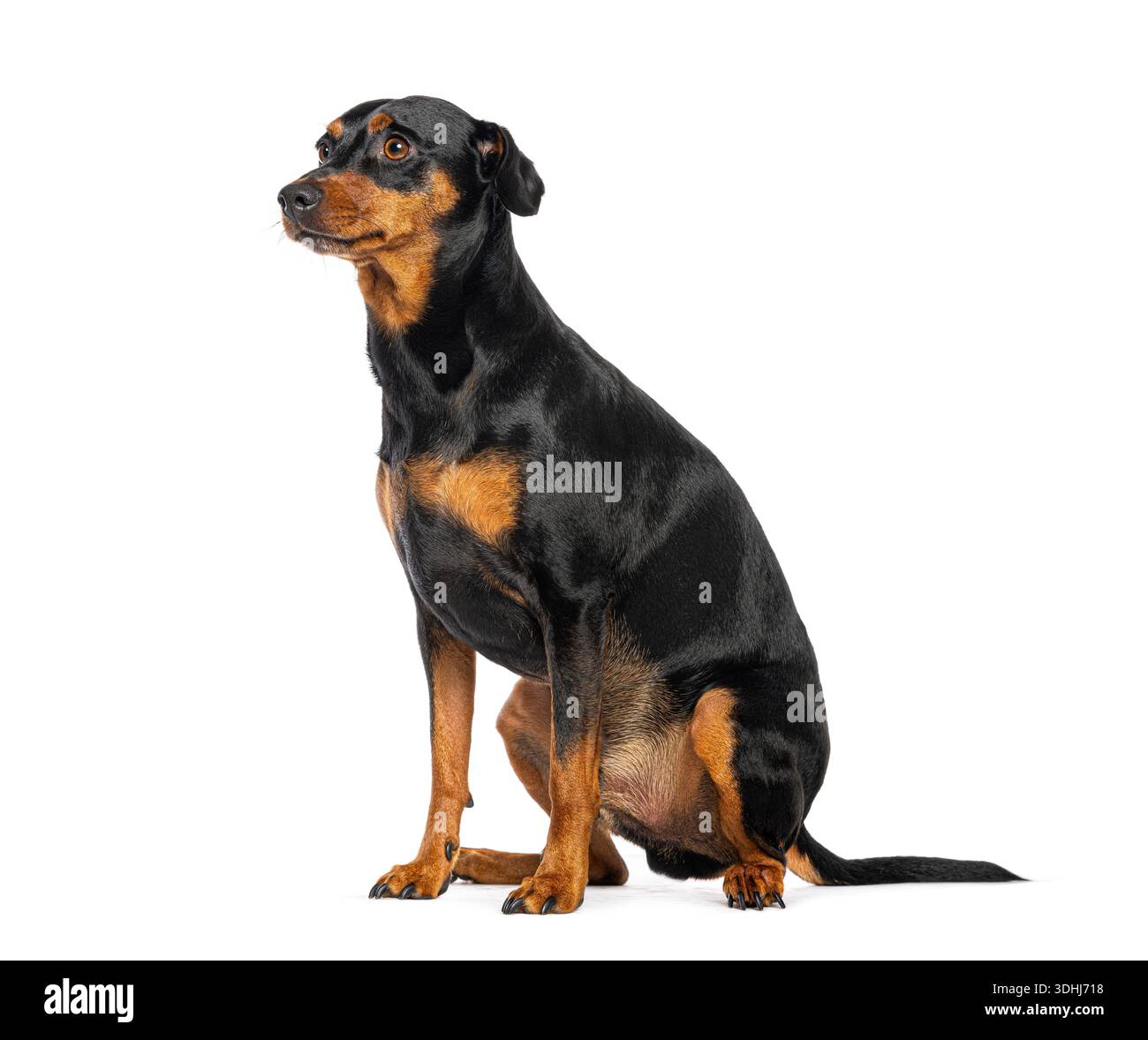 Cane nero e abbronzato seduto di profilo su sfondo bianco Foto Stock