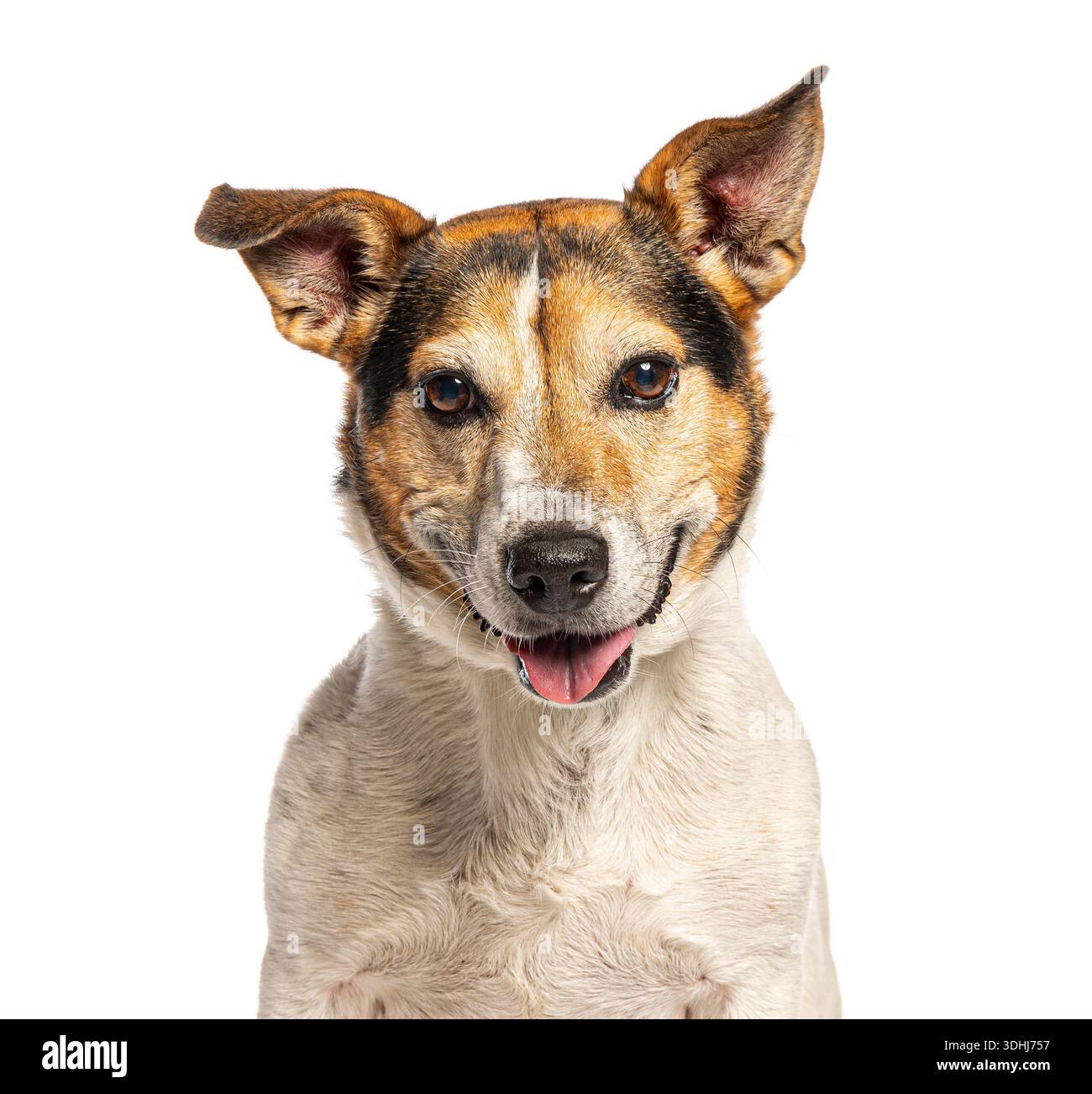 Ritratto di cane felice sorridente su sfondo bianco Foto Stock