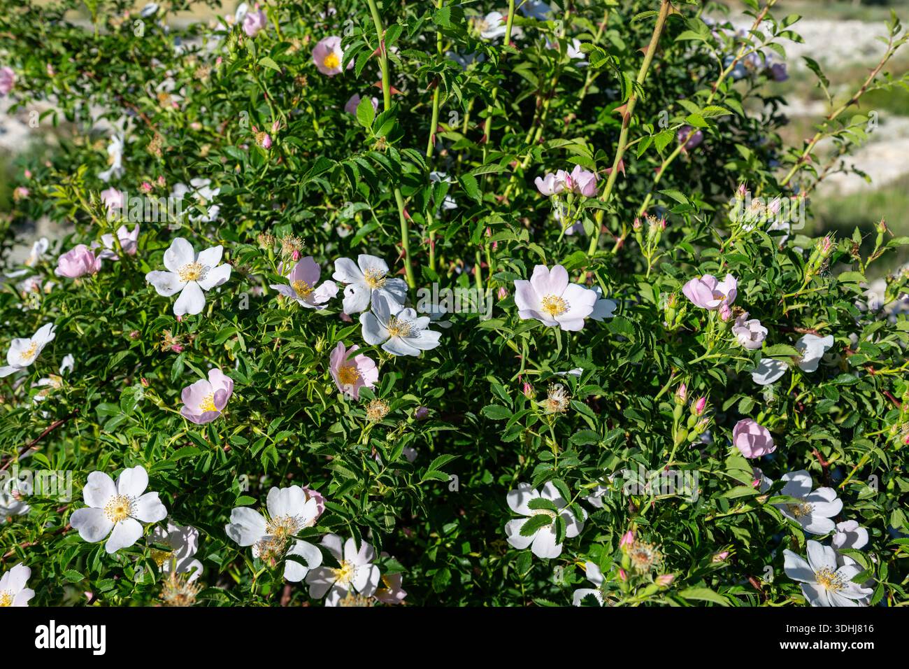 Una rosa di cane selvatico (Rosa canina) cespuglio in fiore sotto la luce del sole. Un giardino naturale con fiori bianchi e rosa. Foto Stock