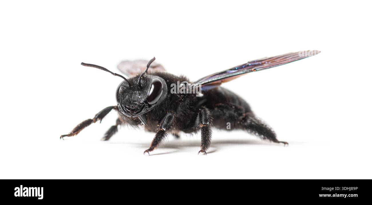 Insetto d'ape carpentiere viola che mostra i dettagli del suo corpo e le ali iridescenti Foto Stock