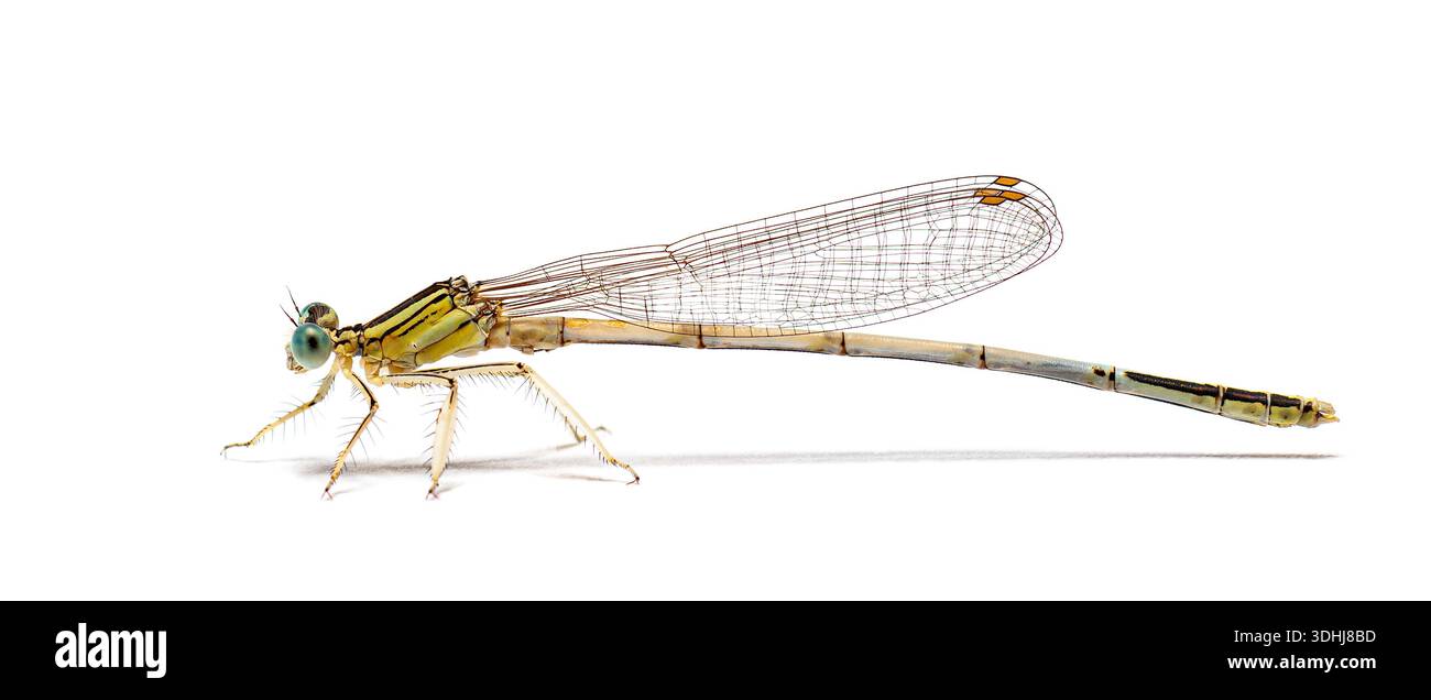 Damselfly bianca, platicnemis latipes, appoggiato su uno sfondo bianco pulito Foto Stock