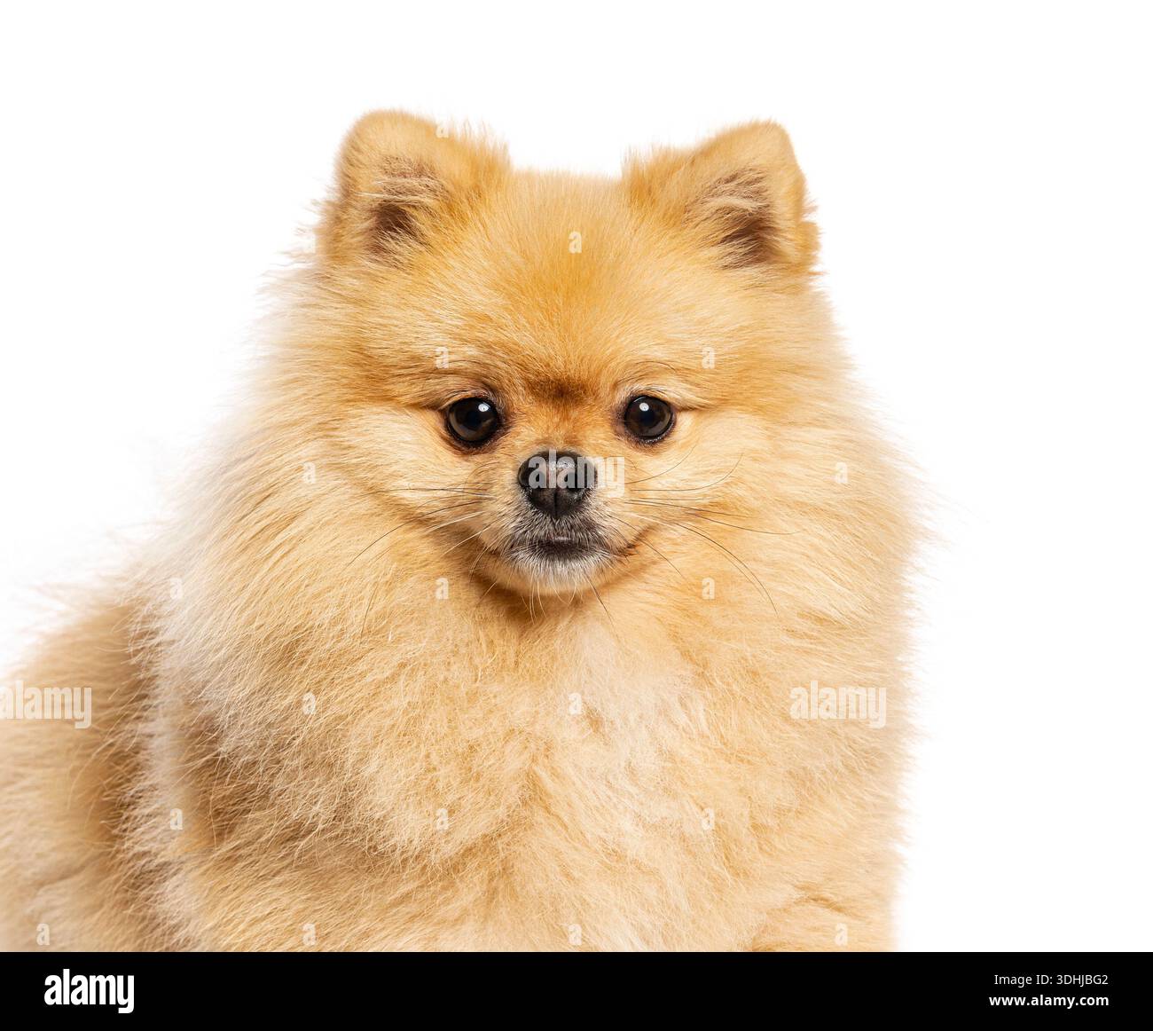 Primo piano ritratto di un adorabile e soffice cane della pomerania Foto Stock