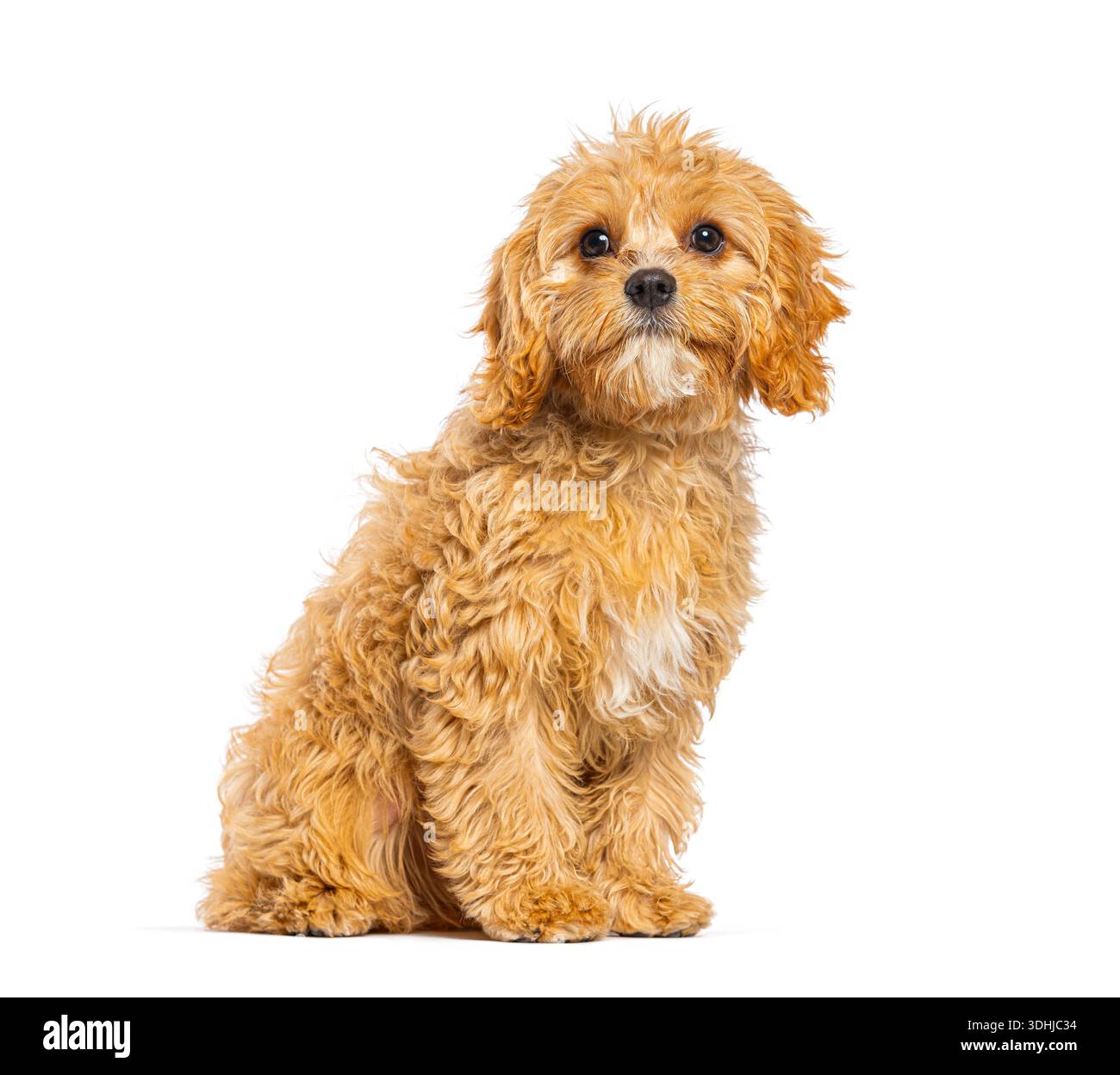 Cucciolo di Cavapoo seduto con morbida pelliccia marrone su sfondo bianco Foto Stock