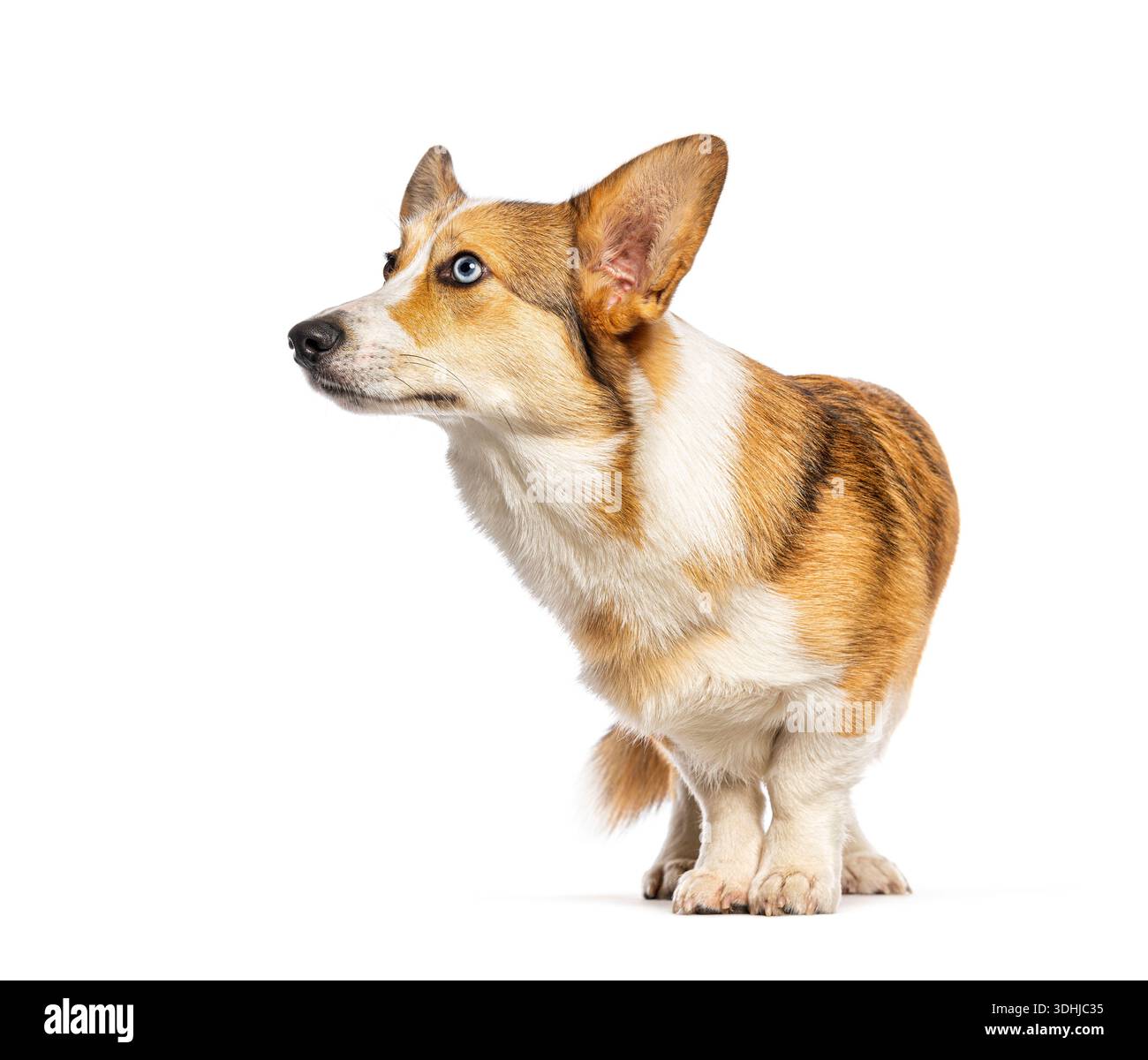 Pembroke corgi gallese in piedi in allerta, testa girata, mostrando gli occhi azzurri Foto Stock