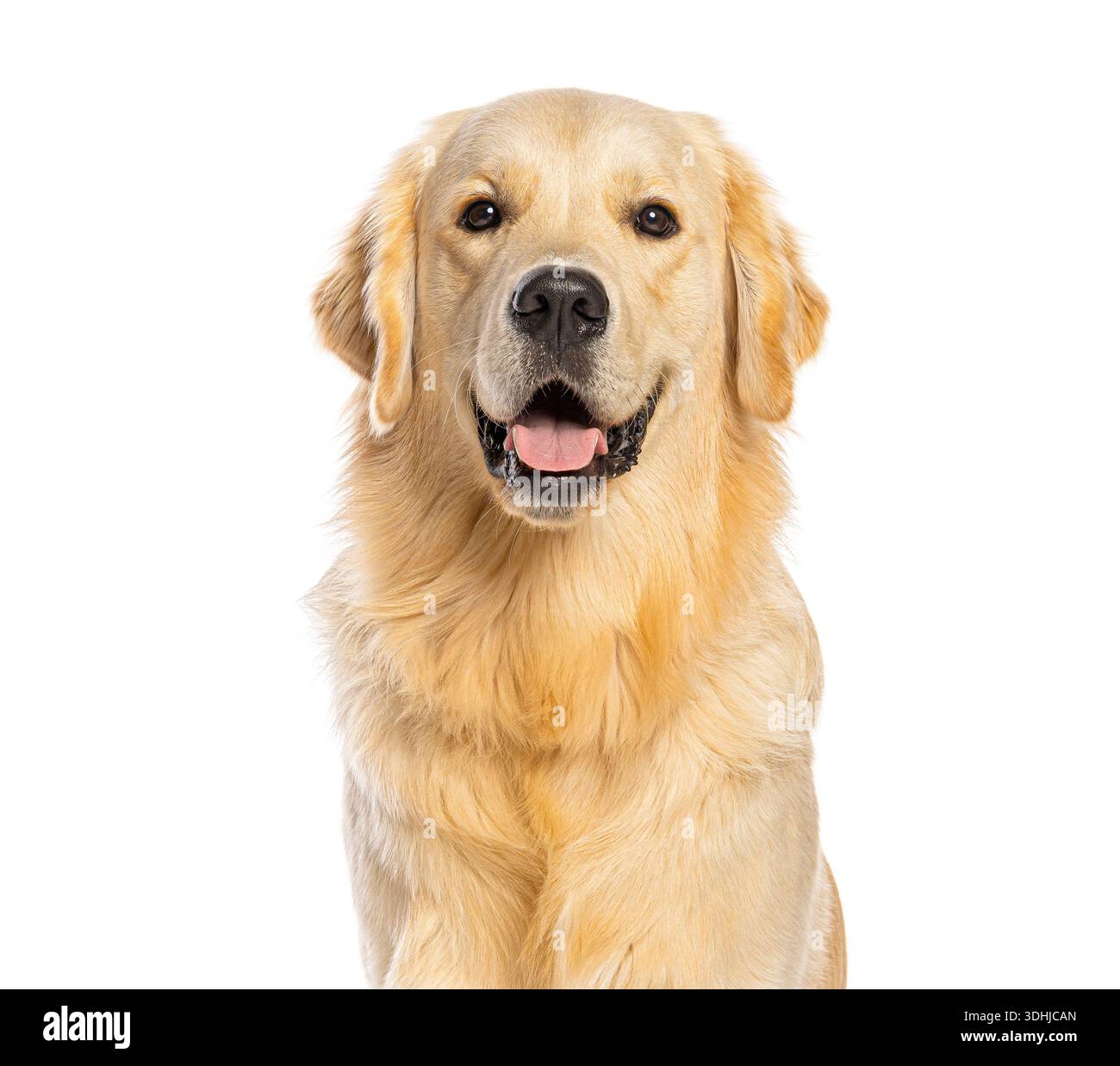 Ritratto primo piano cane Golden retriever con felice espressione panting Foto Stock