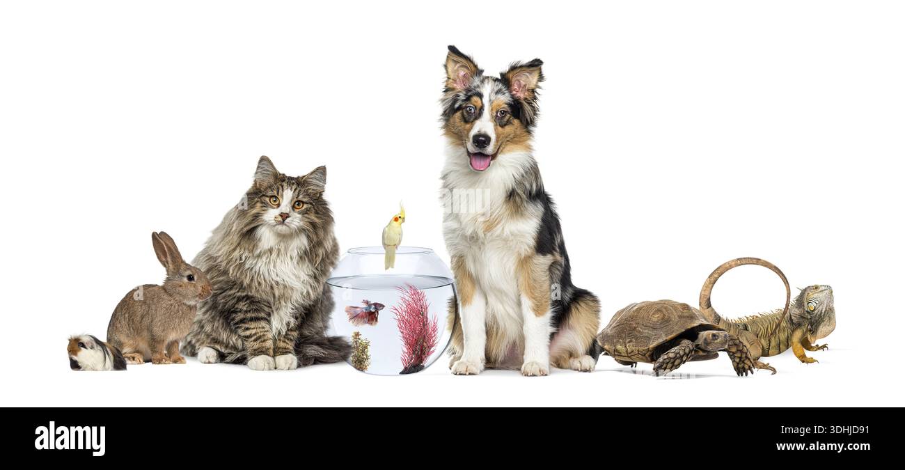 Gruppo di vari animali da compagnia tra cui cane, gatto, coniglio, pesce, uccello, tartaruga, iguana e cavia Foto Stock