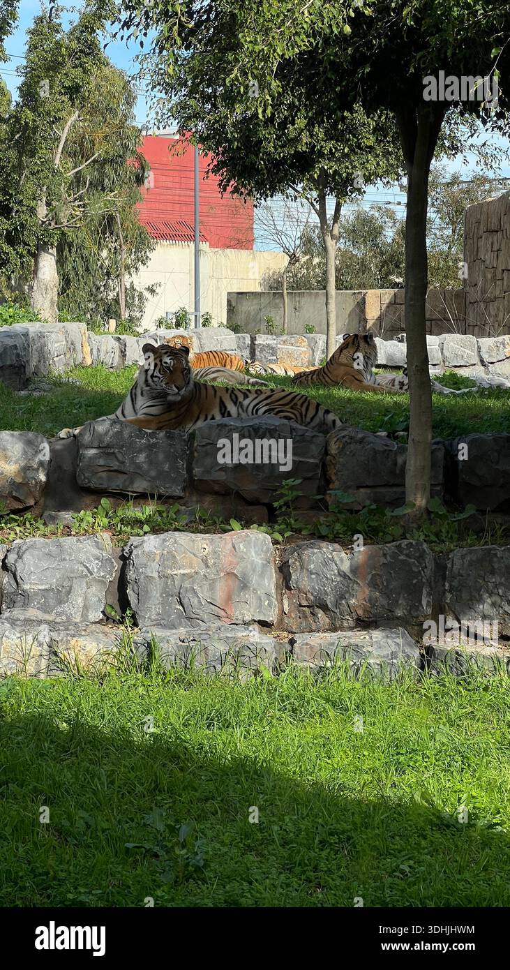 Tigri del Bengala che riposano sulle rocce in un recinto dello zoo, giacciono all'ombra circondati da alberi e vegetazione in una giornata di sole. - Immagine stock catturata con smartphone