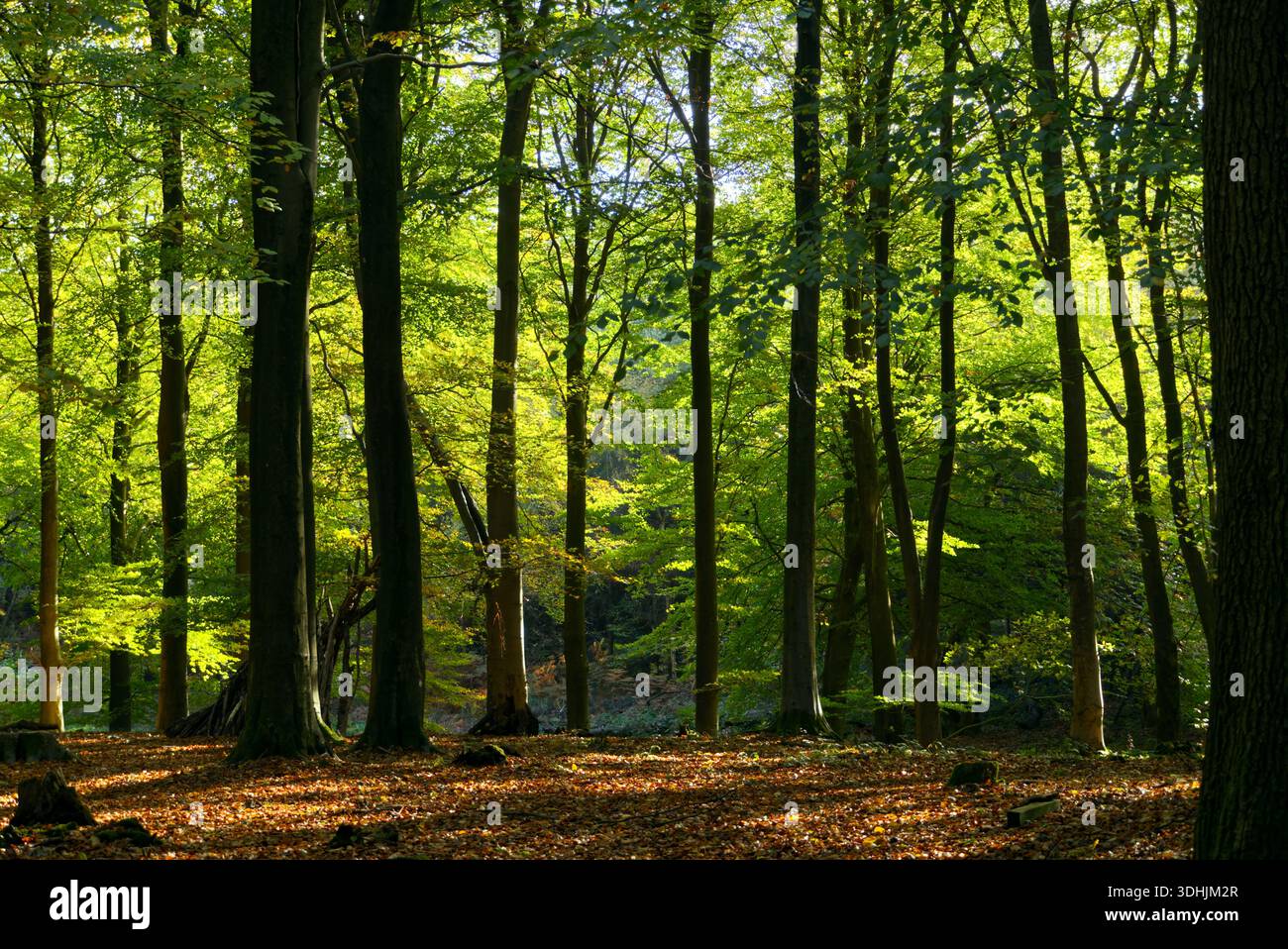 Il sole autunnale attraversa i rami verdi di un bosco. Foto Stock