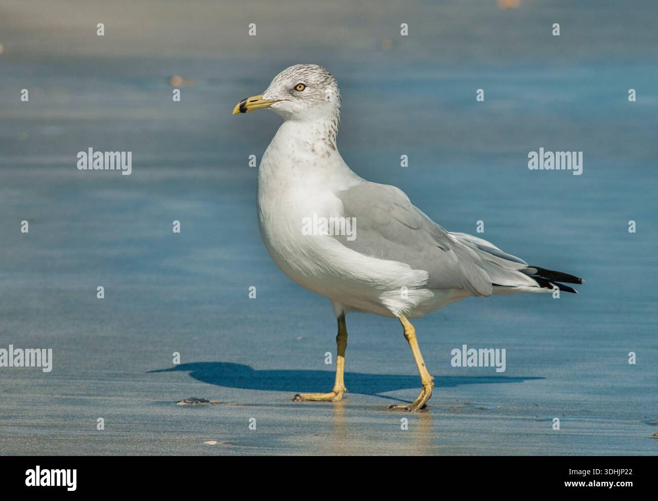 Gull a pagamento (Larus delawarensis), camminando lungo la costa sabbiosa dell'Atlantico a Mount Pleasant, Carolina del Sud. Foto Stock