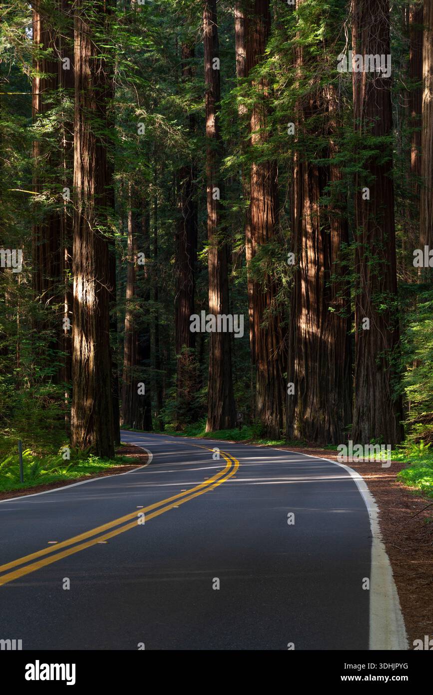 Autostrada attraverso le sequoie, Mendocino County, California Foto Stock