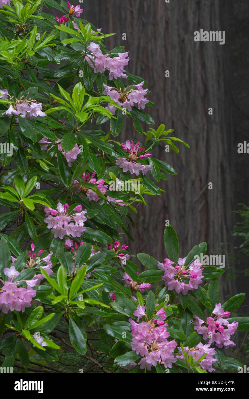 I Rhododendrens fioriscono sotto le sequoie, Humboldt County, California Foto Stock