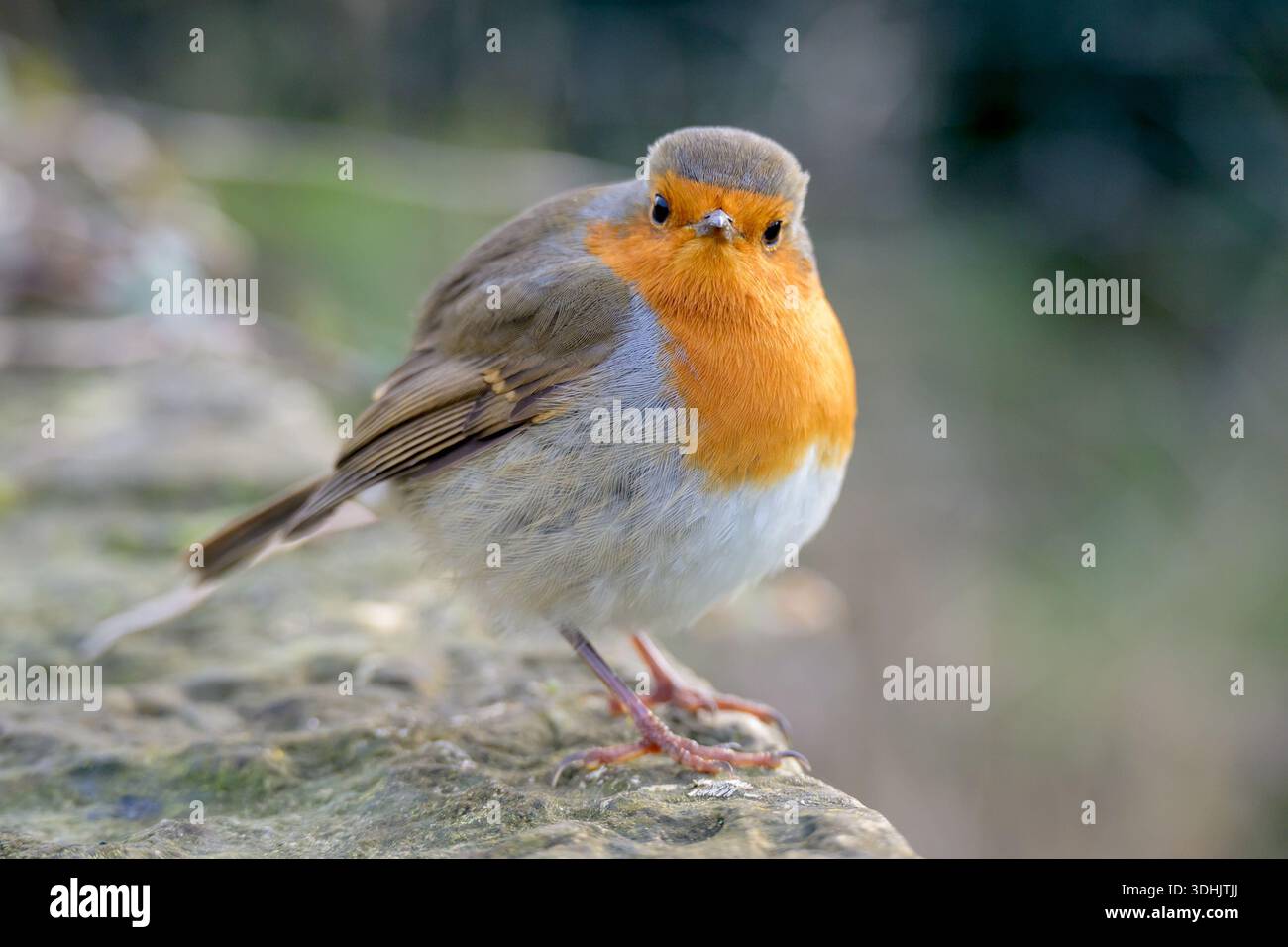 Robin europeo (erithacus rubecula) arroccato su un muro in inverno. Foto Stock