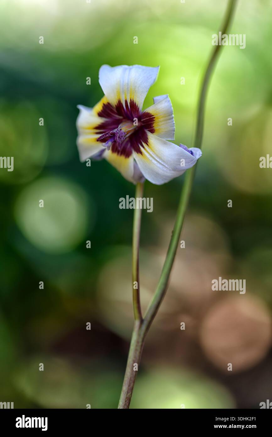 Erythronium hendersonii Pacific Sunshine, il giglio di Henderson, fiori di lavanda viola, fioritura, boschi, legno, giardino boschivo, sorgente nel giardino, RM Foto Stock