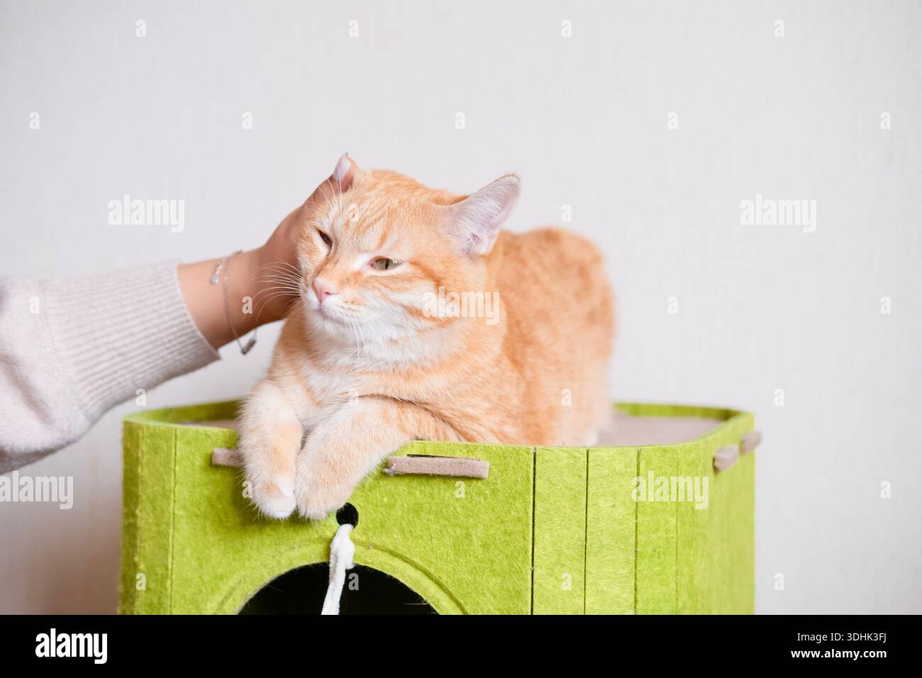 Donna che accarezza le mani gatto zenzero che lecca casa. Foto Stock
