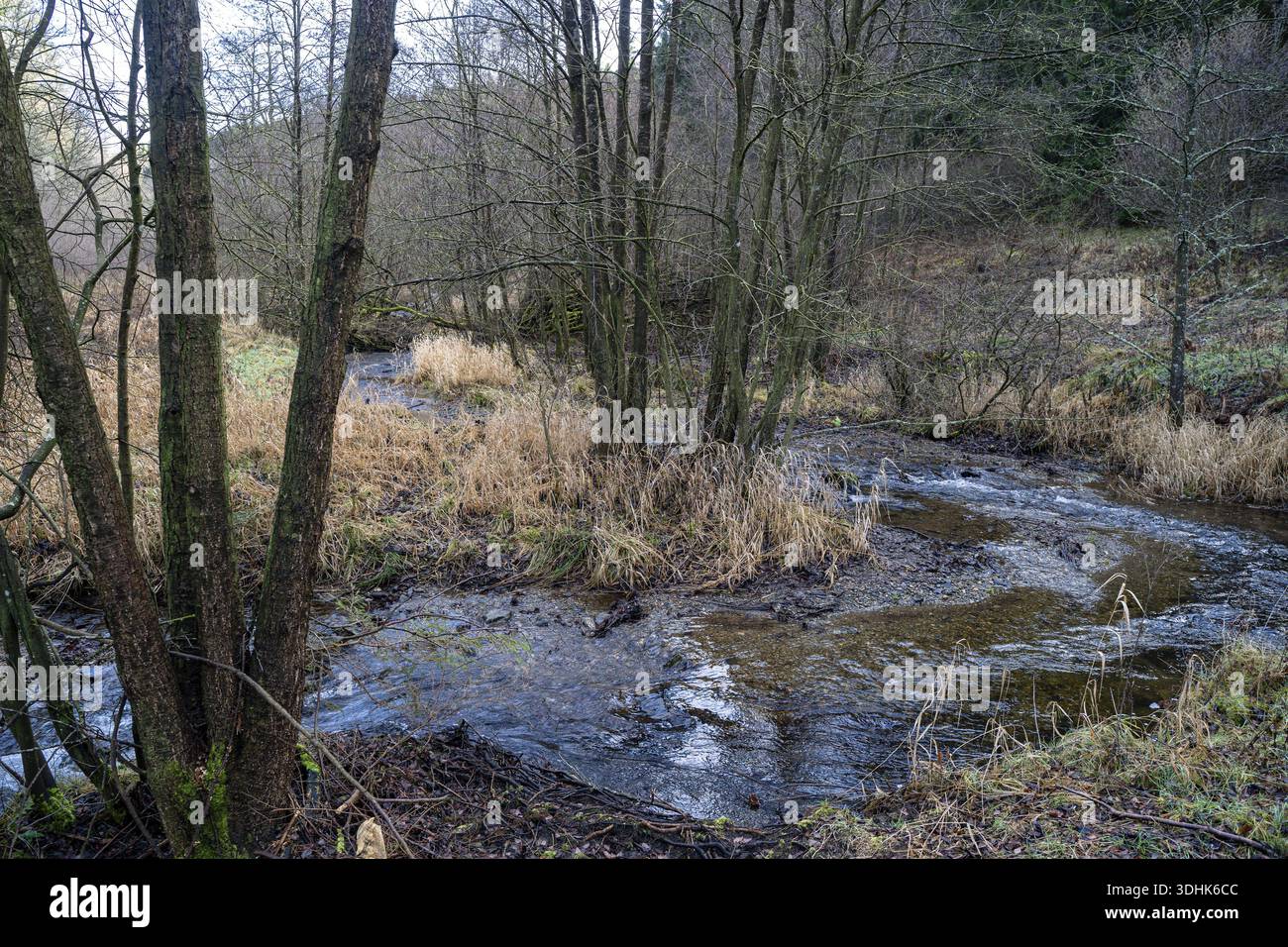 Ripristino del torrente, dei torrenti che si snodano attraverso una valle, miglioramento dell'habitat di pesci e cozze, piano alluvionale restaurato, Eifel, Germania Foto Stock