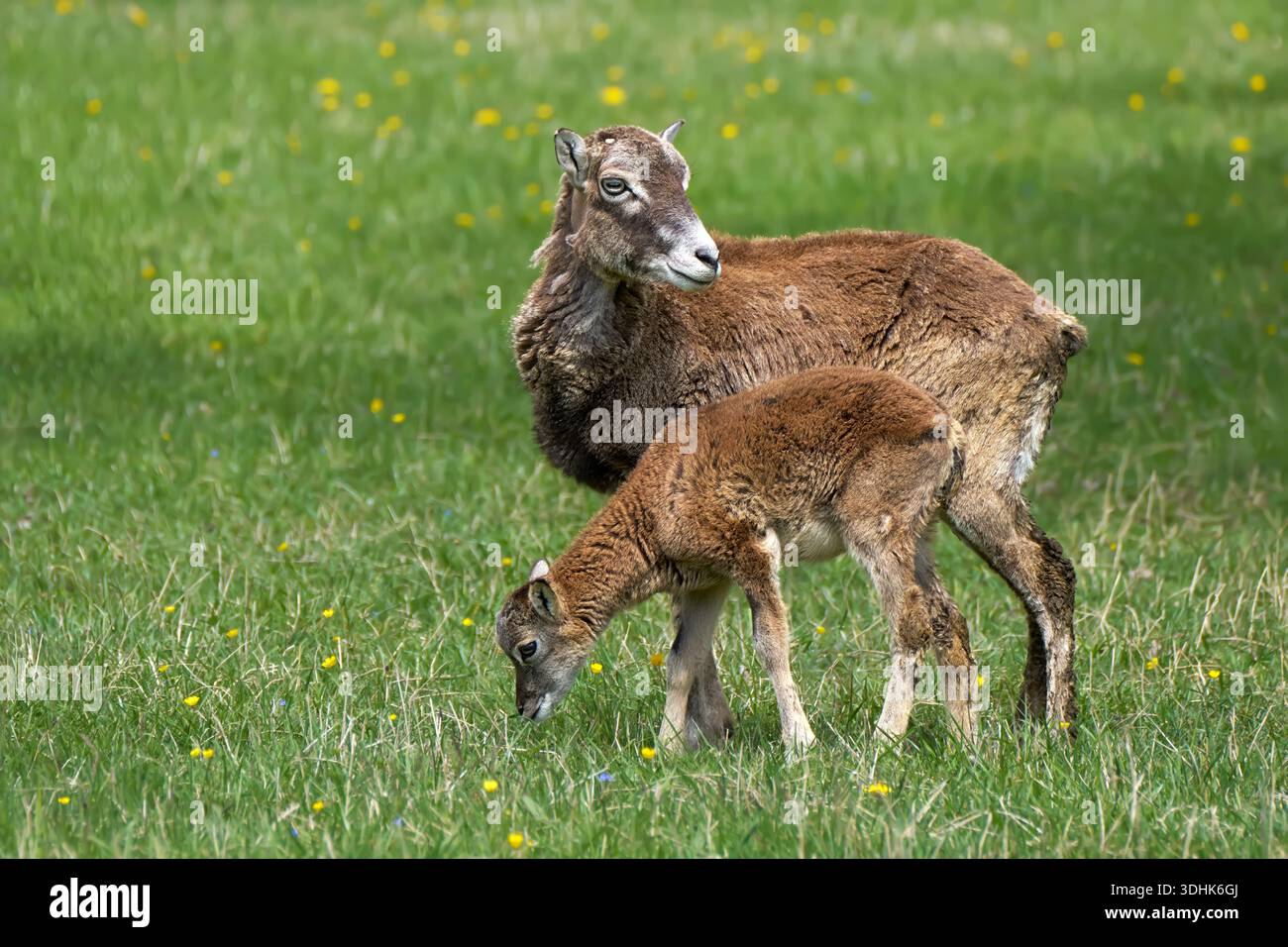 Pecora con agnello al pascolo di muflon europeo (Ovis gmelini musimon) in un prato Foto Stock