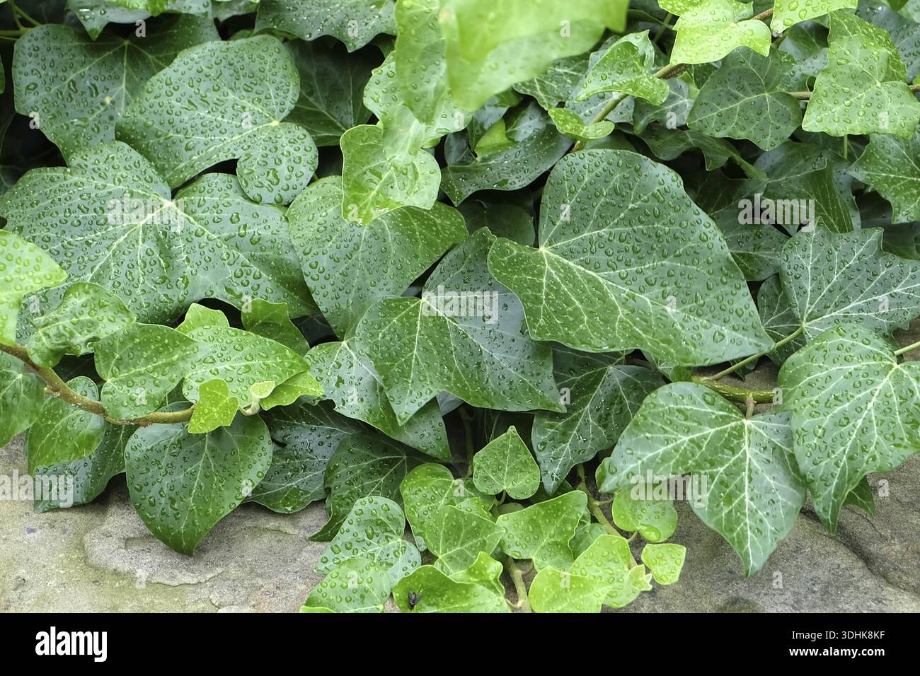 Irish ivy (Hedera hibernica), Germania Foto Stock