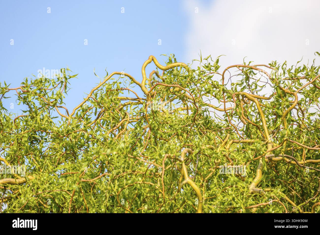 Salice cavatappi (Salix 'Erythroflexuosa'), Germania Foto Stock