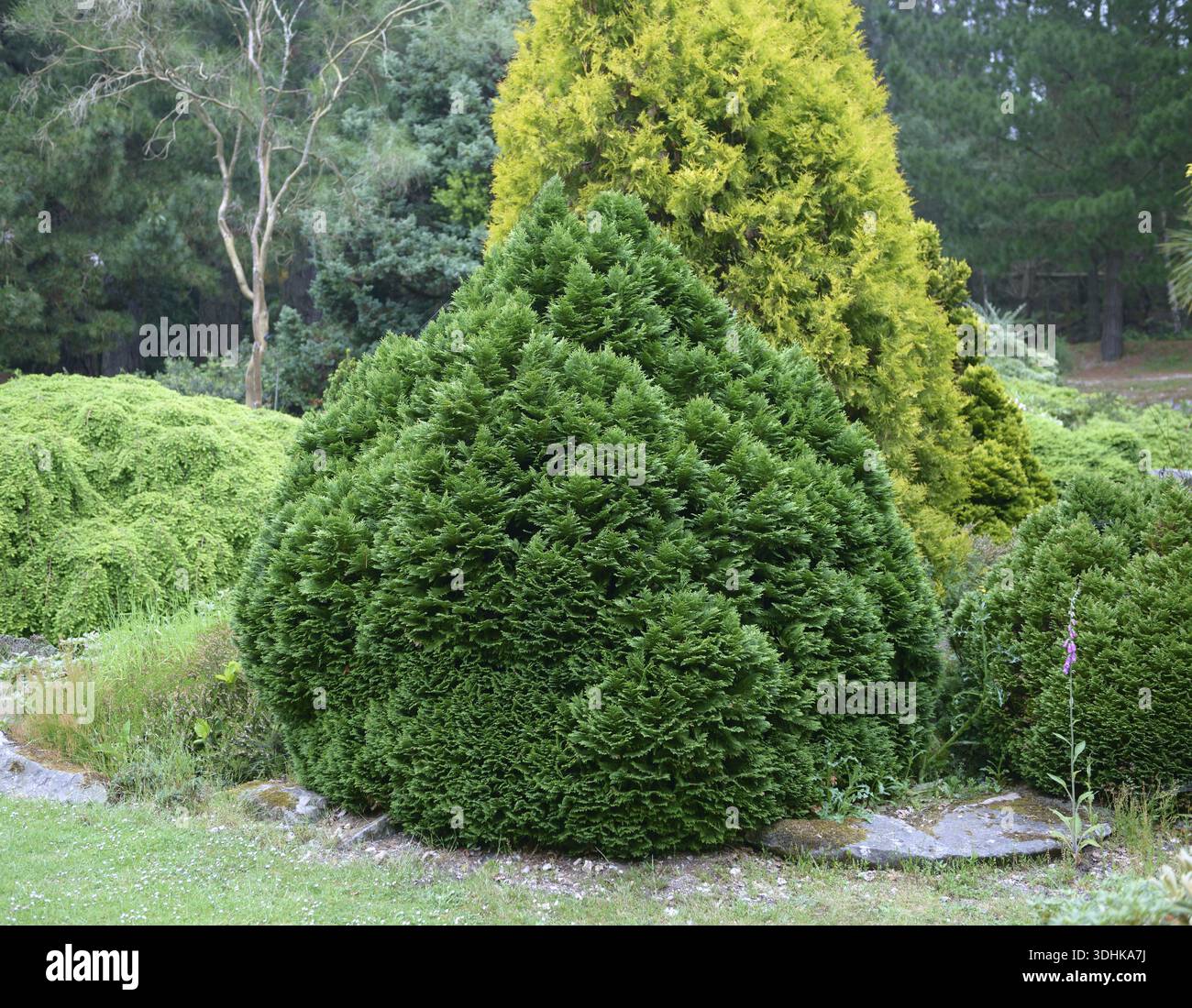 Cipresso simulato (Chamaecyparis lawsoniana 'minimi Glauca'), giardino panoramico presso l'Università di Scienze applicate W, Gran Bretagna Foto Stock