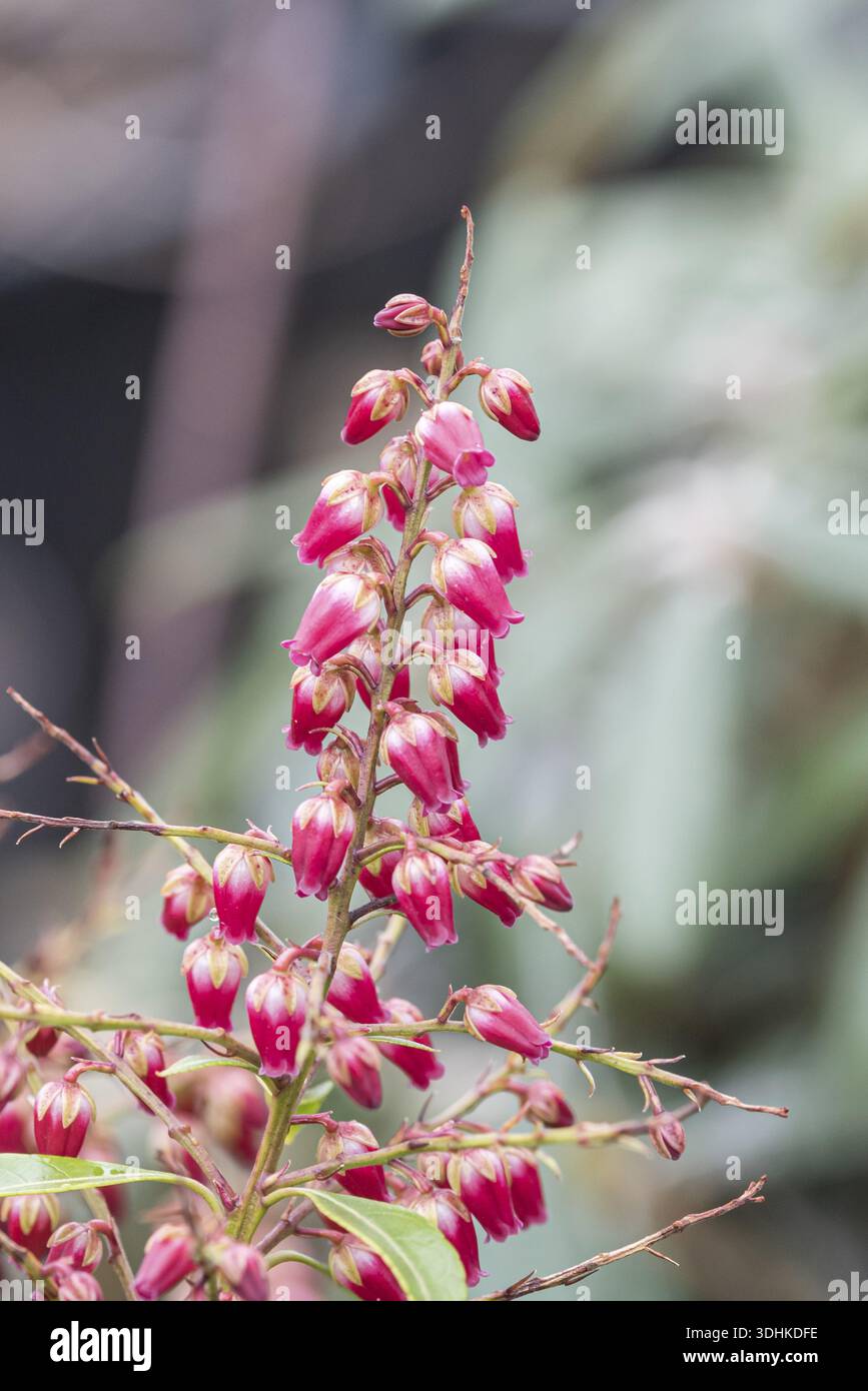 Lavender heather (Pieris japonica PINK PASSION), Royal Garden Academy, Germania Foto Stock