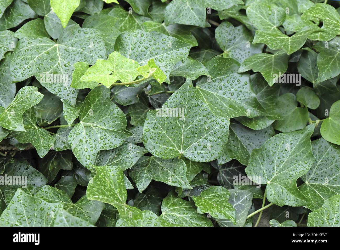 Irish ivy (Hedera hibernica), Germania Foto Stock
