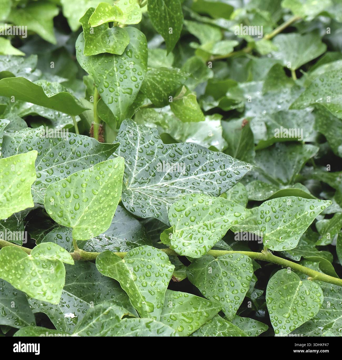 Irish ivy (Hedera hibernica), Germania Foto Stock