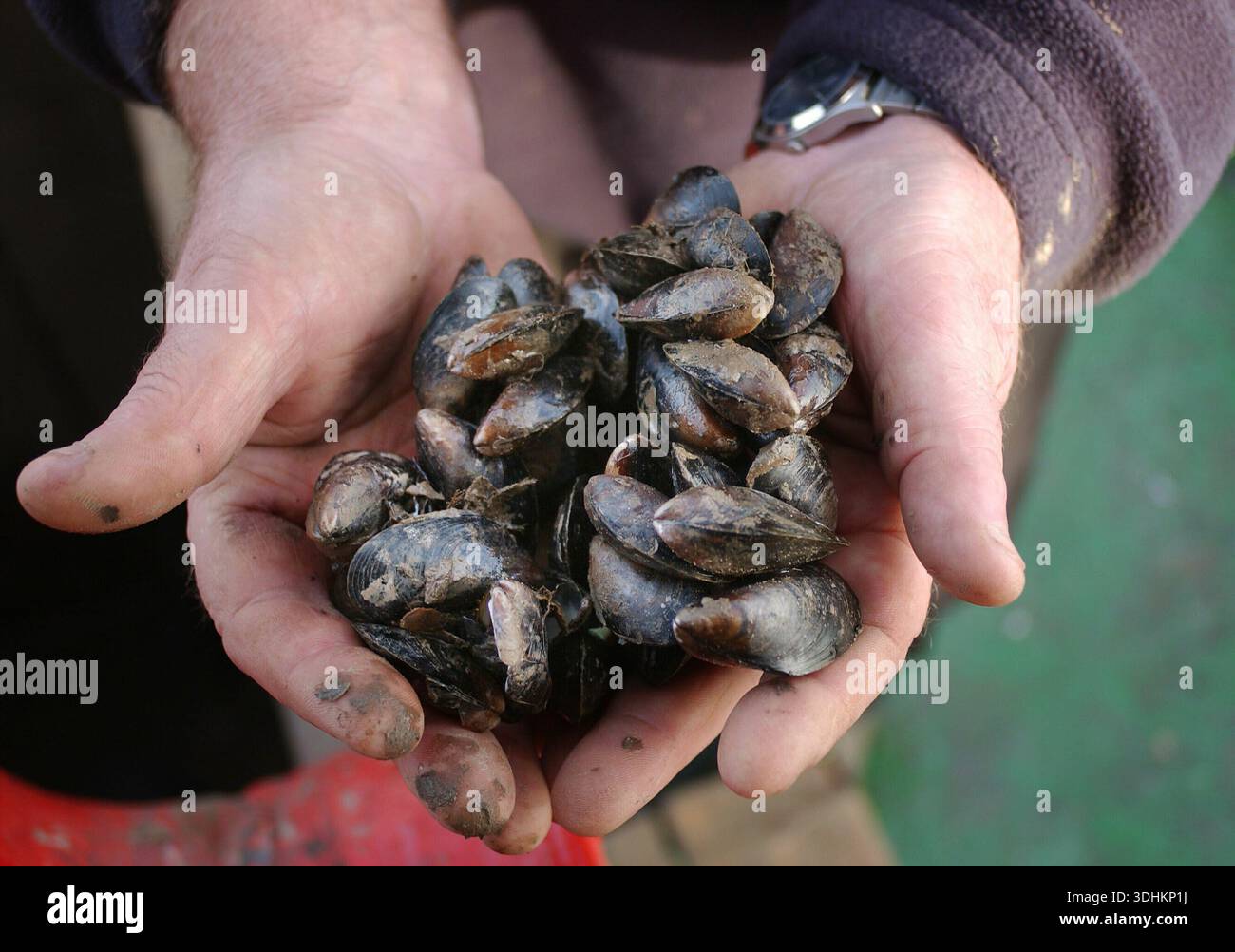 Una manciata di cozze raccolte dal Wash di Norfolk. Foto Stock