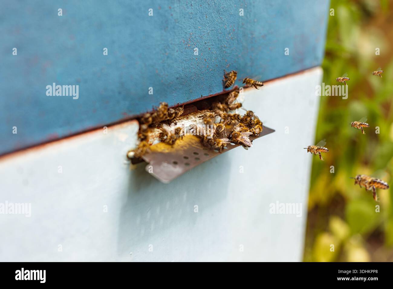 Le api volano dentro e fuori dall'ingresso dell'alveare con attività visibili durante la stagione dell'apicoltura nell'apiario rurale all'aperto Foto Stock