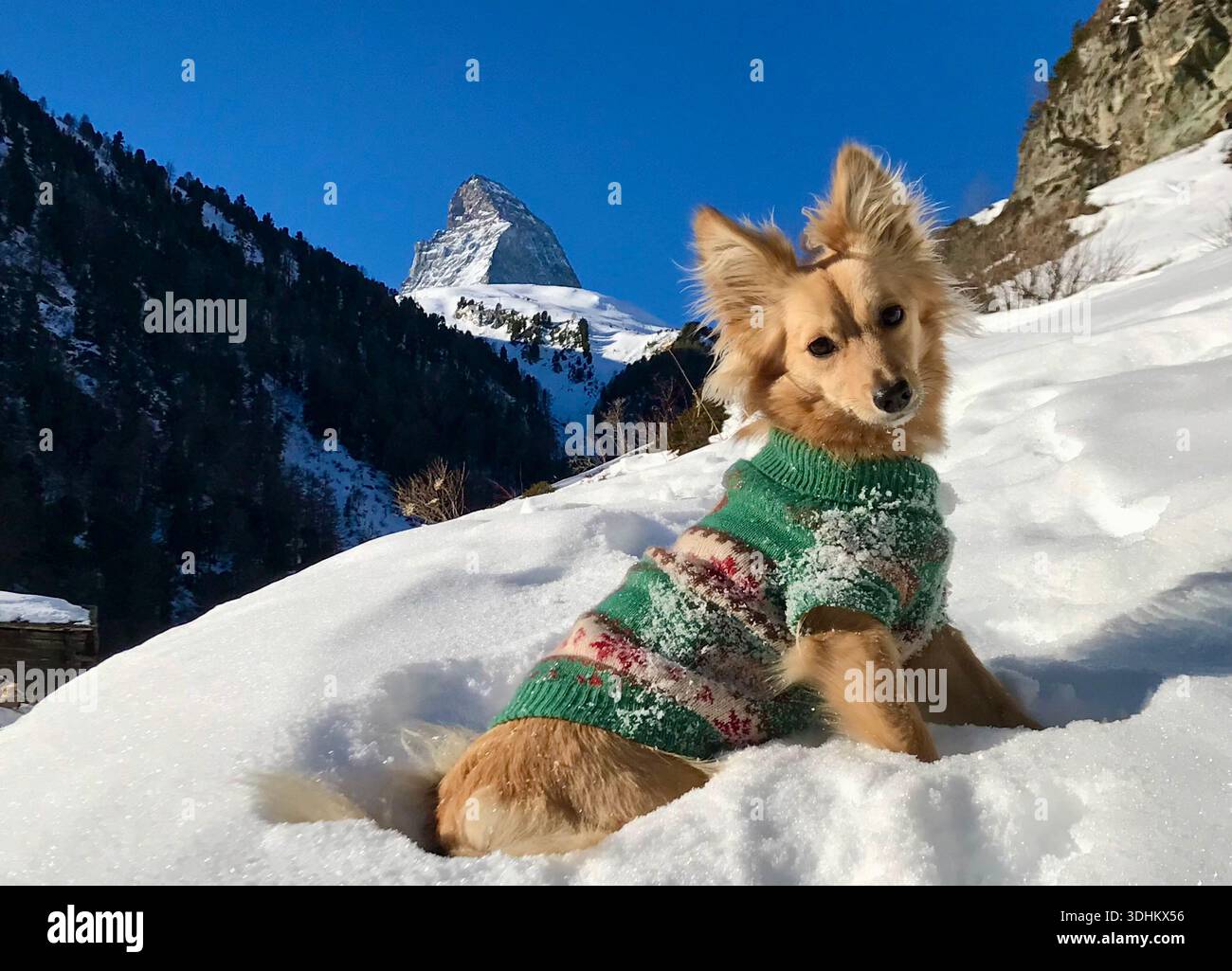 Il simpatico piccolo cane che indossa un comodo maglione invernale posa felicemente sulla neve con l'iconico Cervino che si innalza maestosamente sullo sfondo Foto Stock