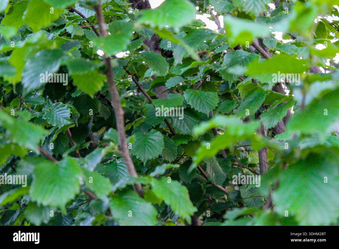 Colori vivaci di giovani foglie di nocciola. Foglie verdi naturali in giardino. Bellissimo sfondo verde. Foto Stock