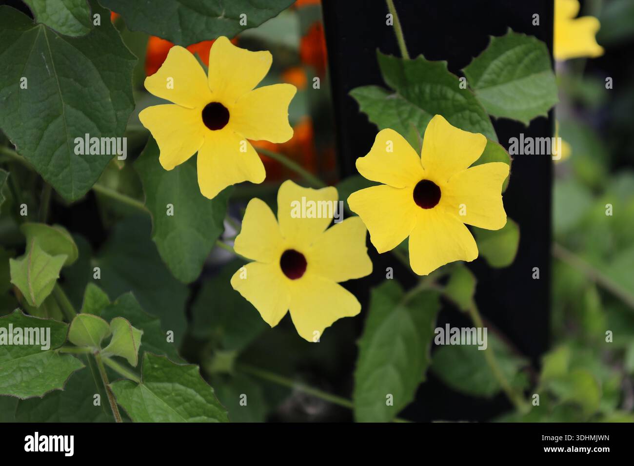 gruppo di tre fiori gialli con 5 petali quadrati e centro marrone scuro (marrone scuro) (primo piano) Foto Stock
