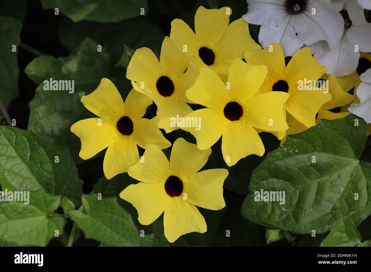 cluster, sei fiori gialli, cinque petali quadrati, centro marrone scuro (marrone scuro) (primo piano) Foto Stock