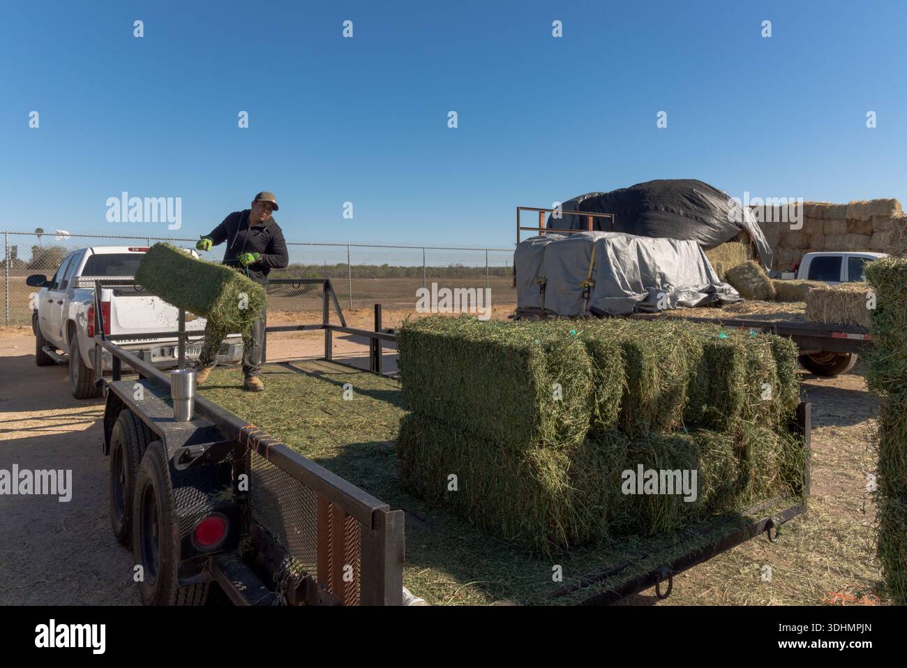 Uomo che impila balle di fieno misto e erba medica sul letto di un rimorchio di servizio, Alton, Texas, USA. SOLO PER USO EDITORIALE Foto Stock
