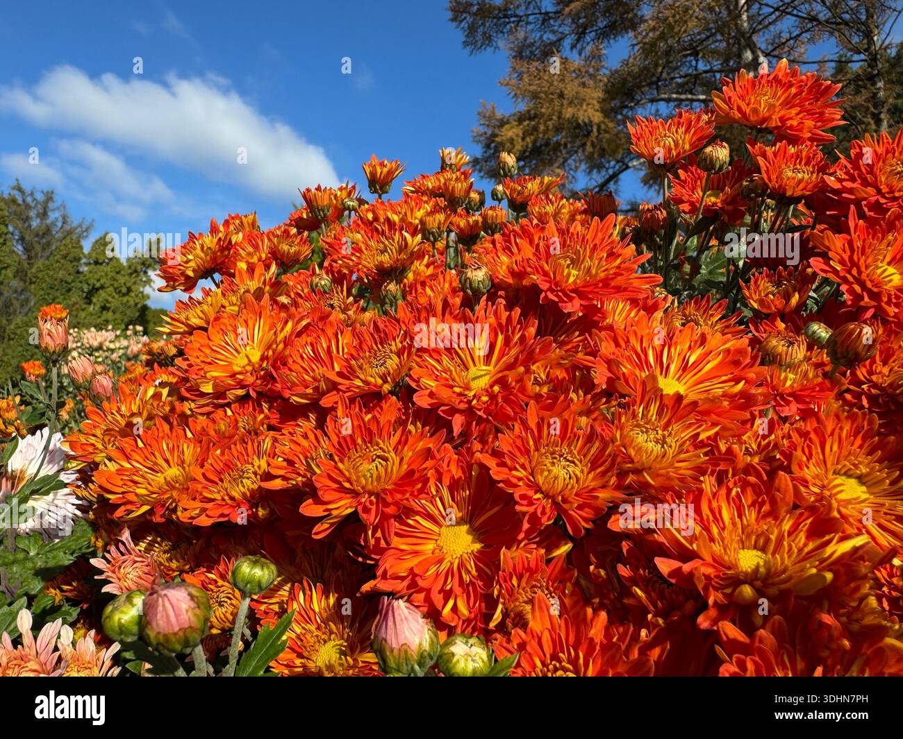 Fiori autunnali Crisanthemum arancione brillante giardino mamma Foto Stock
