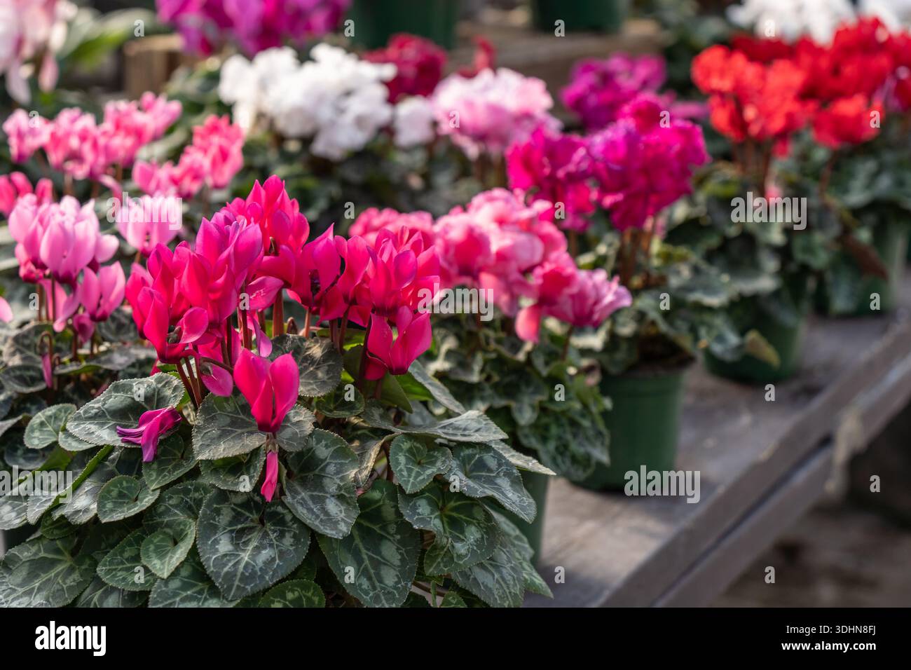 Splendido ciclamino in piena fioritura in tempo per San Valentino Foto Stock