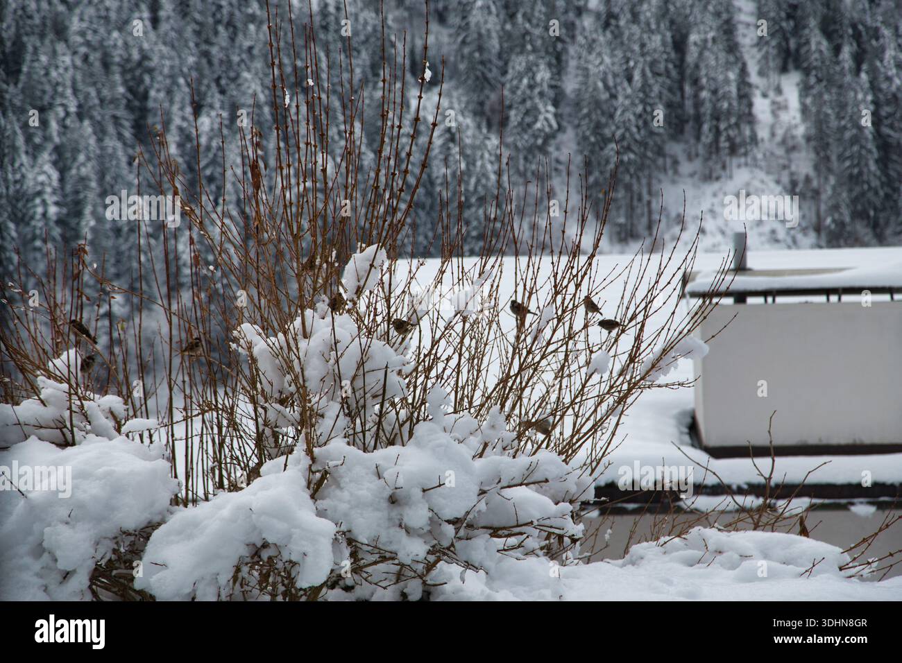 Paesaggio innevato con uccelli arroccati su un arbusto ghiacciato a Montafon, Österreich. Foto Stock