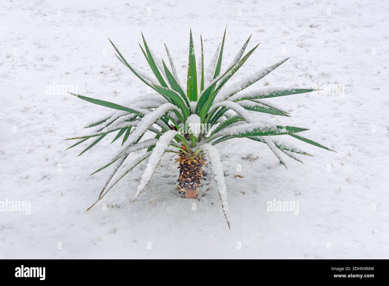 Nevicata, Fiori sotto la neve. Philadelphia, Pennsylvania, Stati Uniti Foto Stock