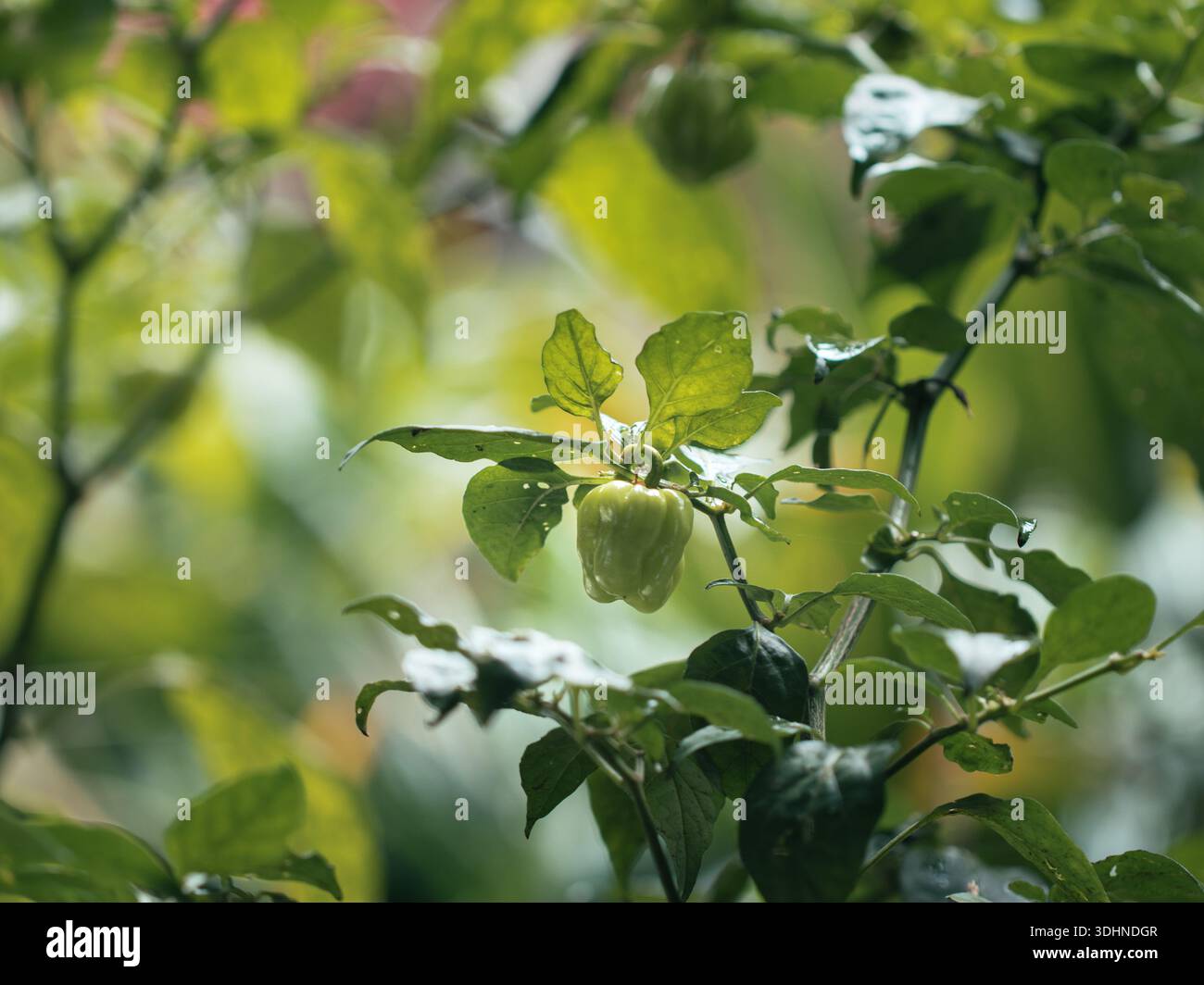 Verde sano habanero peperoncino acuto o pianta peperoncino campana o Capcisum chinense nel giardino di casa con piante sullo sfondo stile di vita sostenibile Foto Stock
