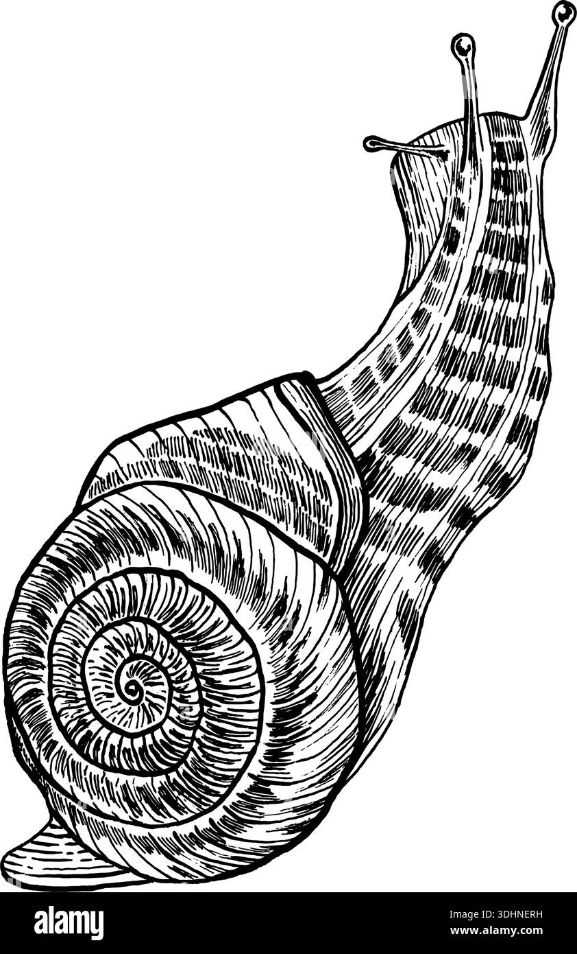 Schizzo di lumaca. Invertebrate animale in stile vintage. Illustrazione vettoriale Illustrazione Vettoriale
