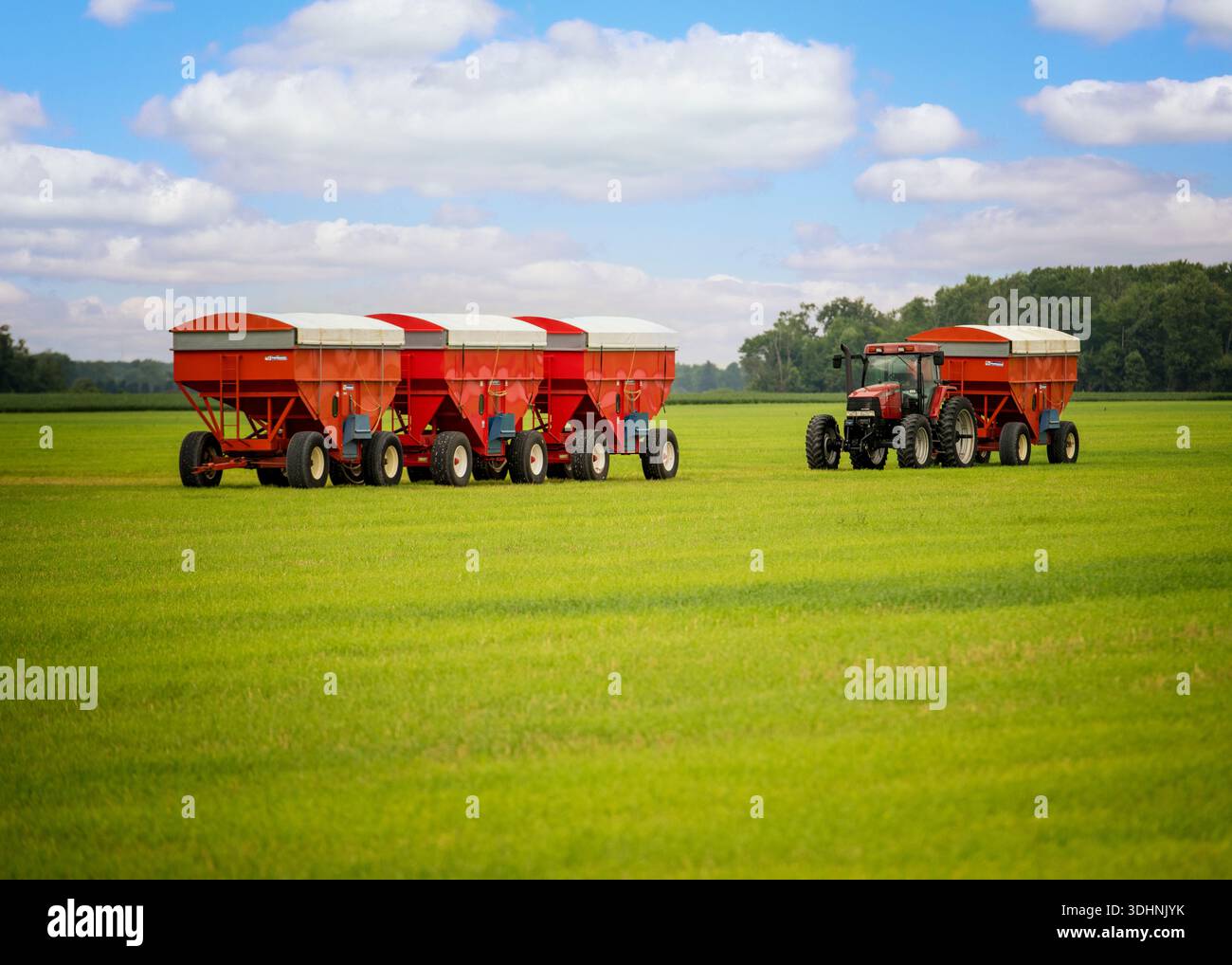 Trattore rosso che traina carrelli per cereali in un campo agricolo verde, illustrando l'agricoltura moderna, la produzione di colture e l'agricoltura su larga scala. Foto Stock