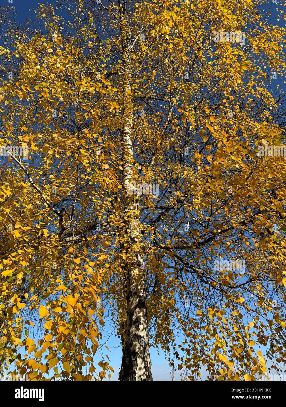 Foglie di giallo dorato della betulla autunnale Foto Stock