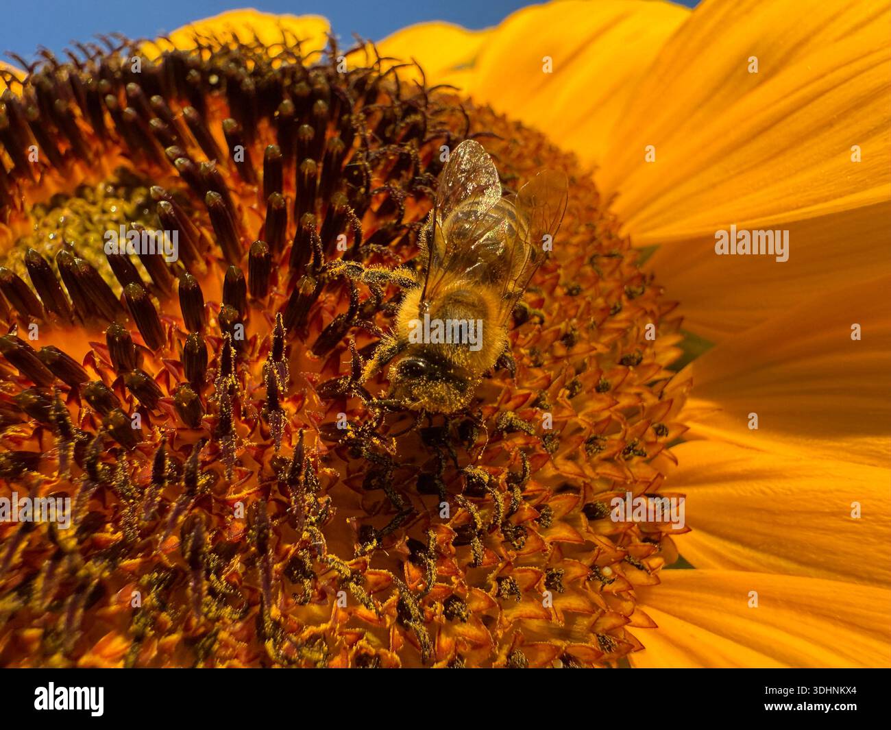 Girasole con ape miele da vicino Foto Stock