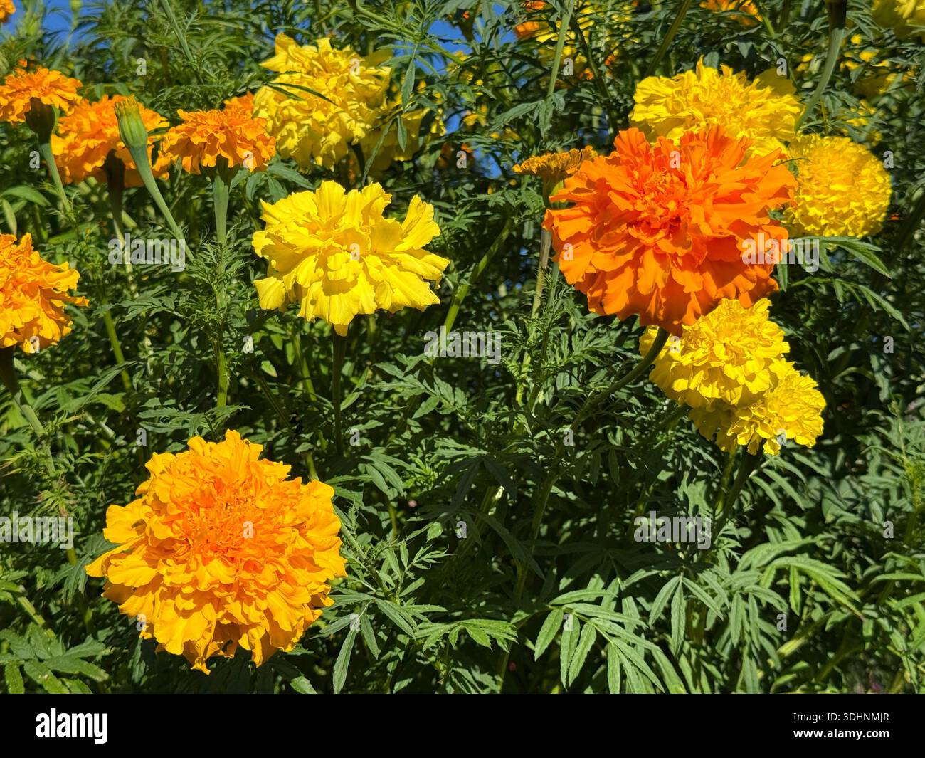 Ghirlanda di Fiori Artificiali di Calendula per il Giorno dei Morti
